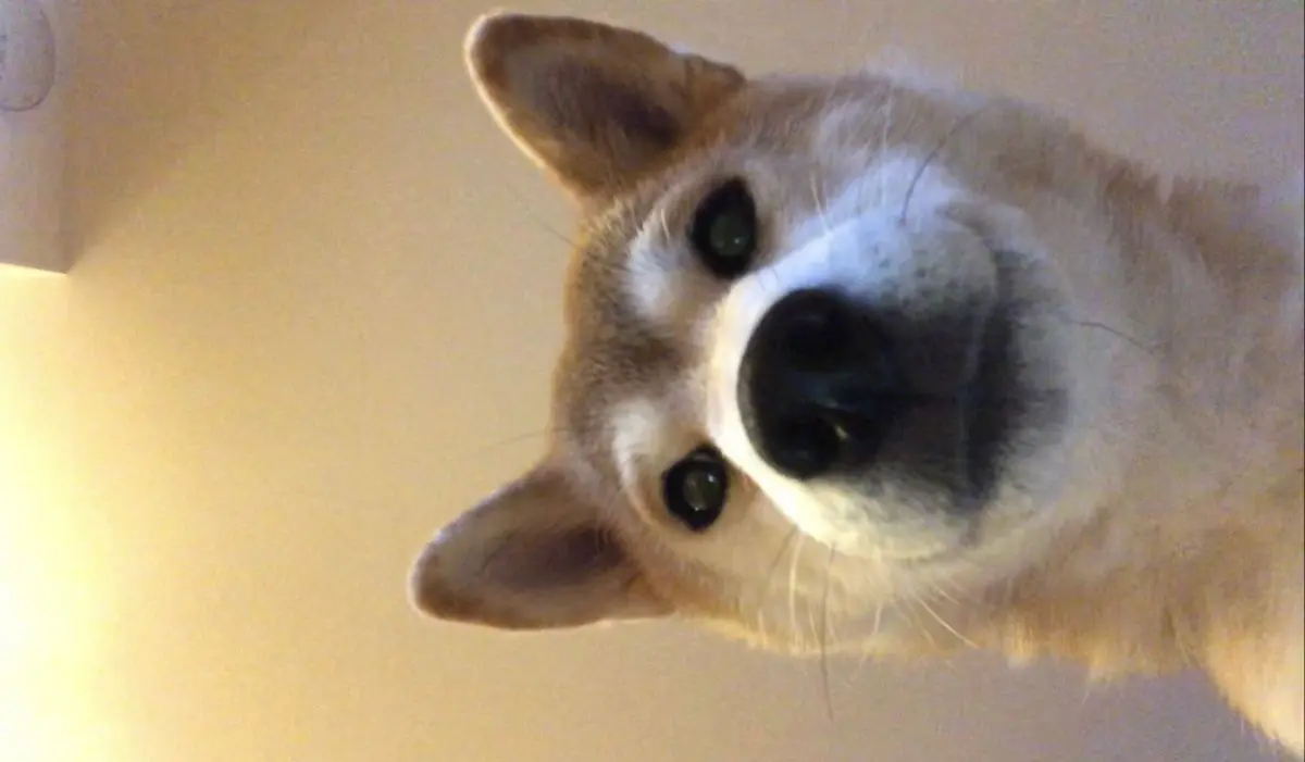 眠っている飼い主一家を覗き込むクセがあるというももちゃん。