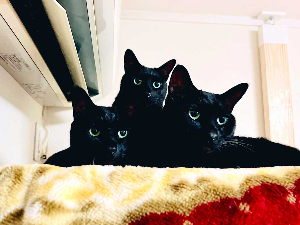 ケルベロスもびっくり！？3匹揃った黒猫の「ニャルベロス」