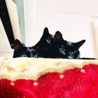 くつろぐ黒猫3きょうだい（猫野四季さん提供）