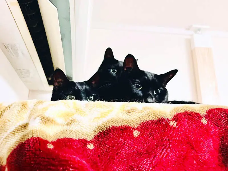 くつろぐ黒猫3きょうだい（猫野四季さん提供）