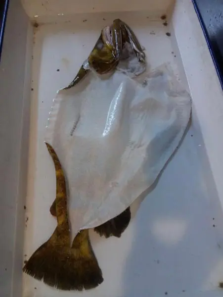 魚を皮だけにする（小川貴光さん提供）