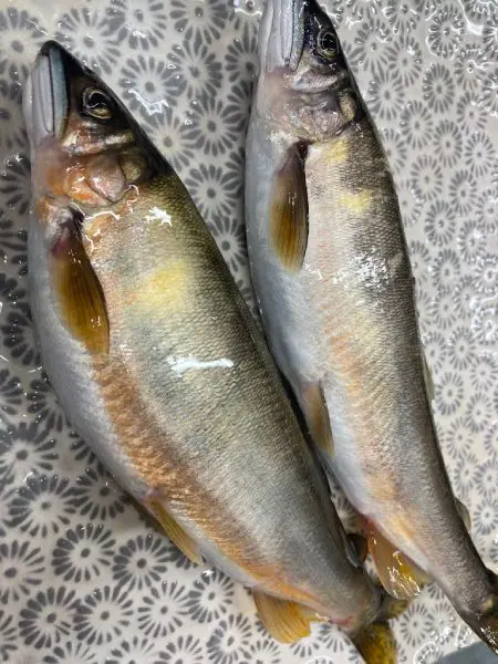 近くの川で捕れた尺鮎を紹介した鶴之湯旅館館主の土山さん。