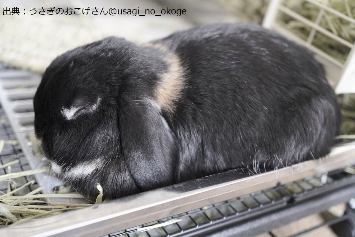 お饅頭のような形状で過ごすことが多いおこげくん。