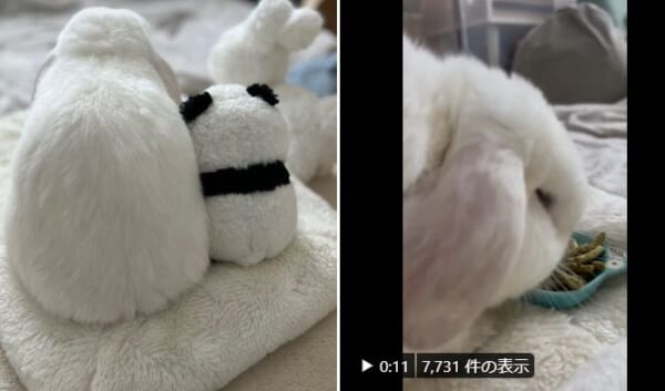 まんまるかわいいうさちゃんのモフりたい背中。