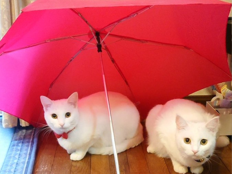 傘干し中に雨宿りしにくる双子猫　居心地のいい空間なのかな？