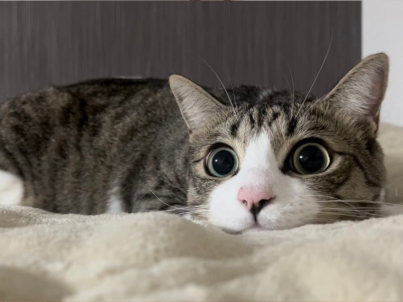 全然怖くない猫アタックに飼い主メロメロ　ツチノコポーズからの「すきあり！」