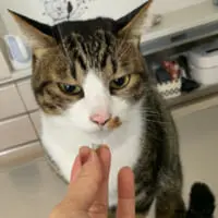 みふゆ(三冬)さん提供：バネを見つめるとげまるくん