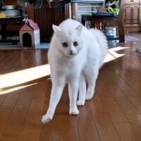 やんのか？やめようかな？やっぱりやんのか！感情の浮き沈みが忙しい猫