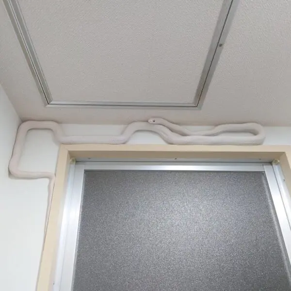 むき出しの配管……ではなく白蛇さん！？