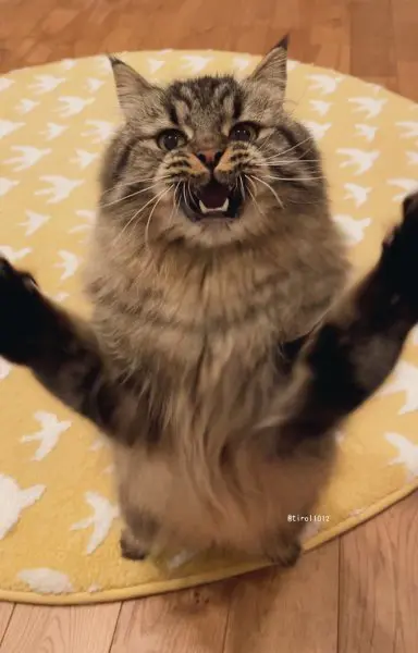 猫じゃらしで興奮するチロルくん