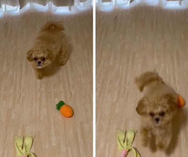 バレないようそーっと近付き体当たり　ワンコの謎ムーブに爆笑する飼い主