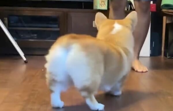 プリケツをふりふり……共鳴ダンスをするコーギー