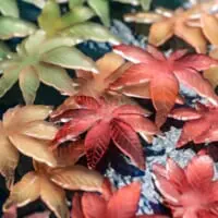 紅葉モチーフの作品