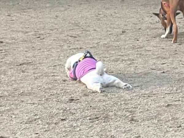 ドッグランの楽しみ方は犬それぞれ　ペタンと寝そべってくつろぐペキニーズさん