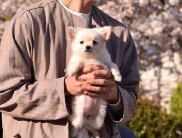 お迎え初日の飼い主とワンコ　初々しさあふれる抱っこ写真にほっこり