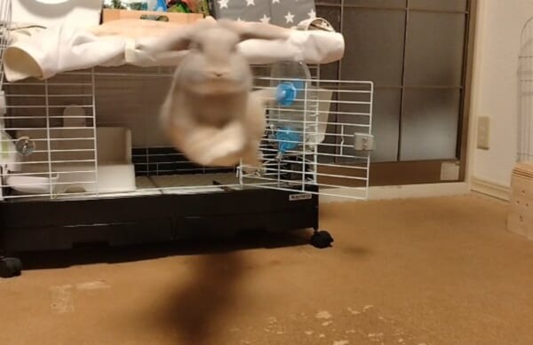 耳プロペラでうさぎが空を飛ぶ？ごきげんなジャンプを披露