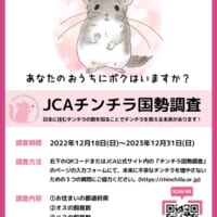 飼育されているチンチラの数を集計する初の「チンチラ国勢調査」実施（一般社団法人日本チンチラ協会提供）