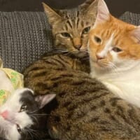 ピアノ教室を営む飼い主と暮らす4匹の愛猫。