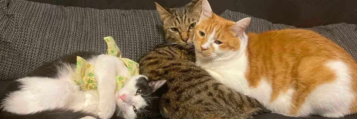 ピアノ教室を営む飼い主と暮らす4匹の愛猫。