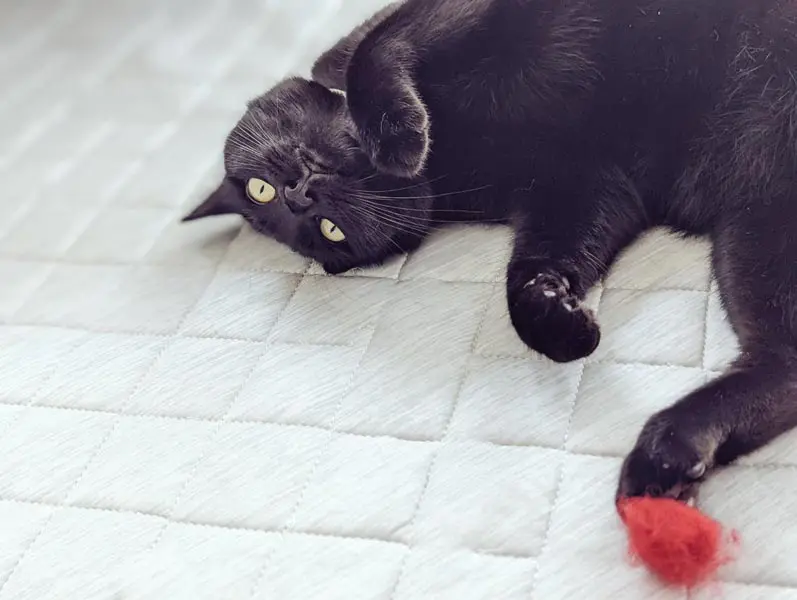 猫の可愛さを知った夫の口癖は「どうしてもっと早く教えてくれなかったの？」