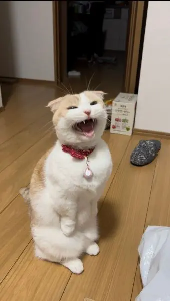 「お帰りニャさい！」　仕事帰りの飼い主を元気づける愛猫のお出迎えコール