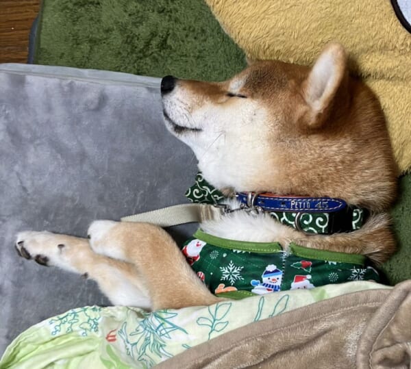 こたつ最高だワン。快適すぎて寝言を言いながら眠るわんこ。