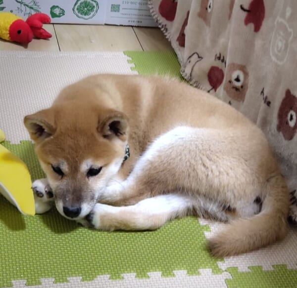 初めて「家族」と認識してくれた日。愛犬の反応に飼い主感動。