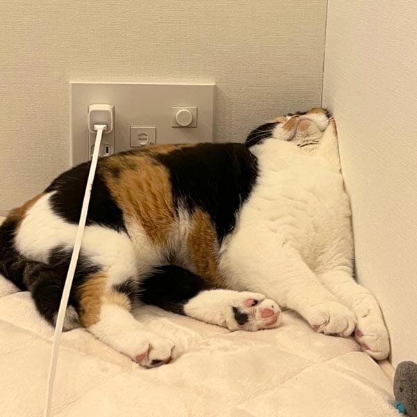部屋の角にむぎゅっとフィットして眠るおあげちゃん（おあげさん提供）