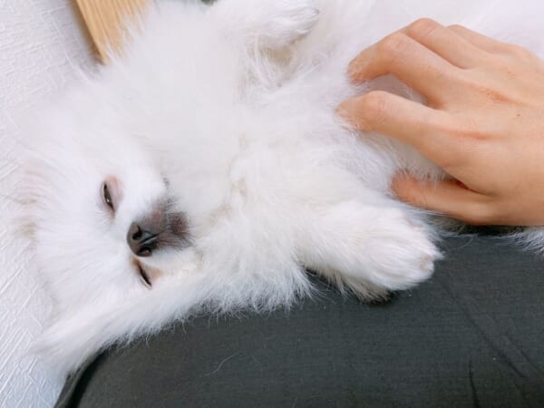 なんでこんなに可愛いのかよ。撫で待ちの愛犬というなの宝物。