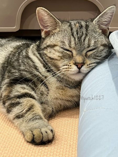 ジャストフィットニャ！　心地よい「枕」を見つけた途端に眠りにつく猫さん
