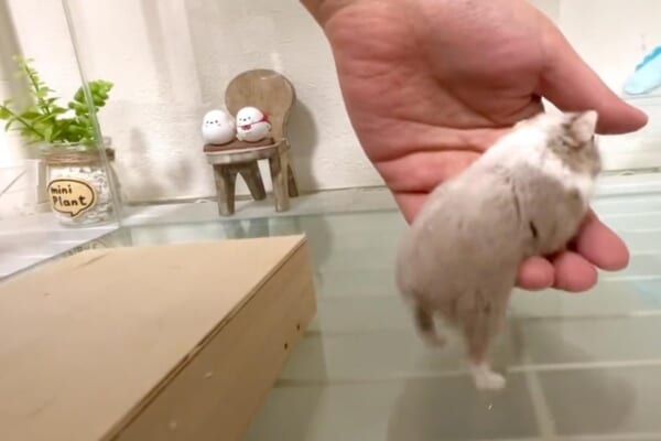飼い主さんの手に乗り込むキャンベルハムスターのピノちゃん（ココ＆ナッツCHANNELさん提供）