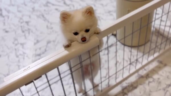 背伸びしてフェンスの上から顔を出すぽんちゃん（ぼく、ポメラニアンのぽんちゃん！さん提供）