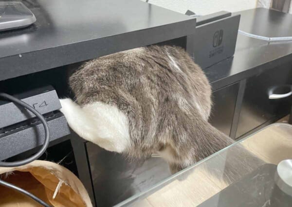 どうにかして入ろうと奮闘するぷくちゃんのお尻（ネコチャンがいる！！！さん提供）