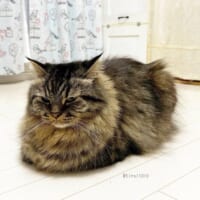 飼い主さんの隣でくつろぐ「やる気0％」状態のチロルくん（チロルさん提供）