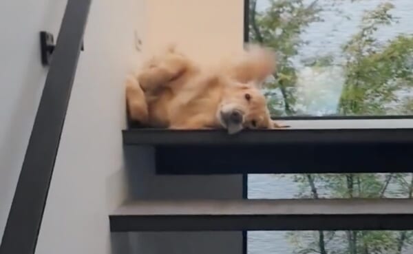 階段の踊り場で仰向けのまま飼い主さんを迎えるゆずちゃん（ゆずレトリバーさん提供）