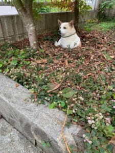 穴にすっぽりおさまる犬に飼い主も思わず爆笑