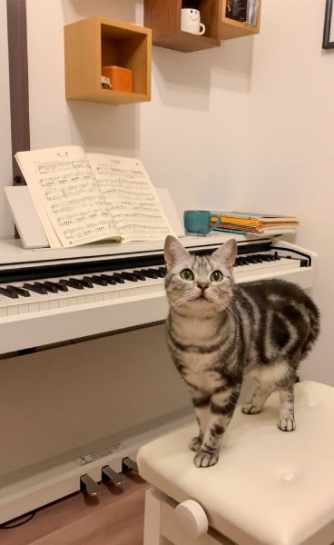 飼い主さんがピアノをする時にはいつも近くにやってきます