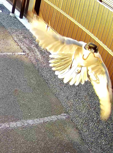 オナガという鳥がご飯をゲットして意気揚々と飛んでいる姿が写っていた