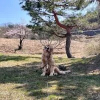 枝をくわえてはいポーズ　おちゃめなゴールデンレトリバー