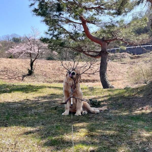 枝をくわえてはいポーズ　おちゃめなゴールデンレトリバー
