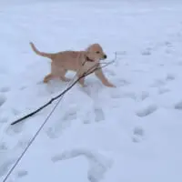 雪の中からも見つけ出すぐぅちゃん