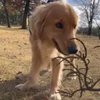 お散歩中の枝拾い