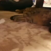 ホットカーペットで眠る猫さん