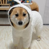 おニューのモコモコウェアを披露するもどこか不服そうな表情を浮かべる柴犬さん