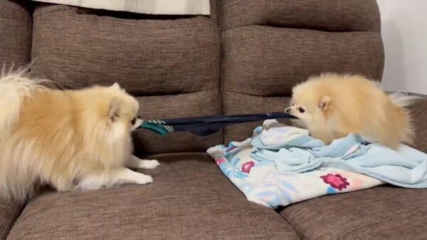 ポメラニアン姉妹が仲良くケンカ　飼い主の靴下を巡って綱引き合戦