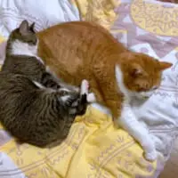 人間だけじゃない？猫同士の「ねこ吸い」を紹介！