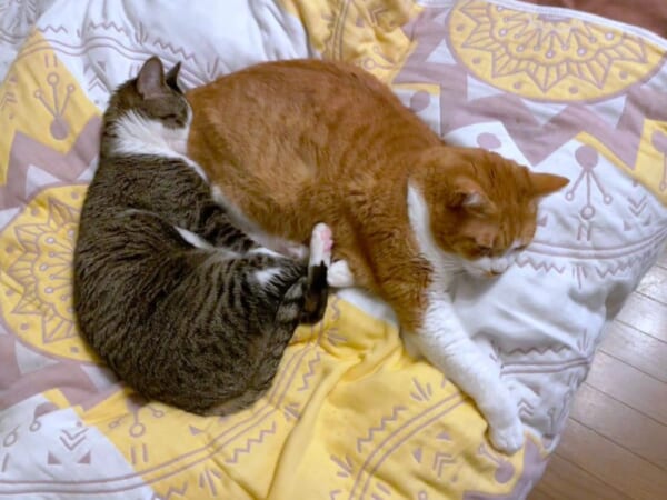 人間だけじゃない？猫同士の「ねこ吸い」を紹介！