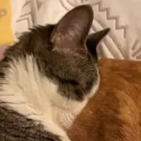 顔をうずめることちゃん