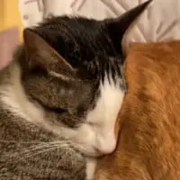体勢をなおすことちゃん