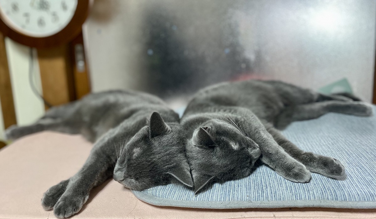 まるで鏡！「にゃんの開き」状態で眠る兄弟猫が可愛い